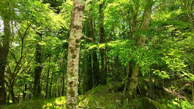 新緑の中をドローンで