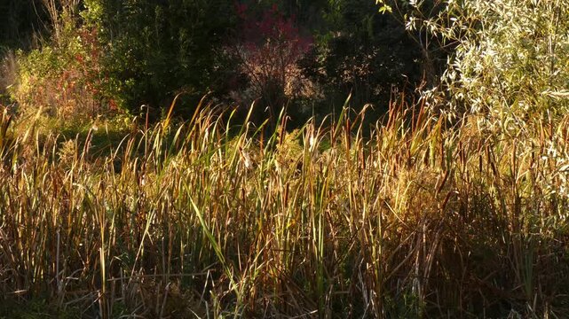 Vast swamp biotope with gold reed grass illuminated by sun beams. Countless flying downy fluff particles moving as a metaphor for information stream. Long shot, ethereal atmosphere. Infinity.