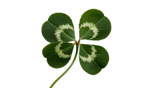 Four leaf clover with green leaves and white markings