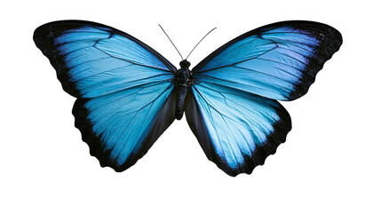 Blue morpho butterfly with black edges and detailed wings © Friedrich