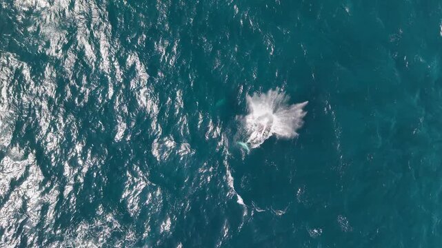 Aerial view of a whale swimming in the deep blue ocean near the coast of Northern Beaches Council, New South Wales, Australia.