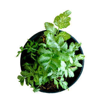 Top view of a potted silver lace fern isolated  background