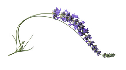 Purple lavender sprig with green stem and leaves © Solene