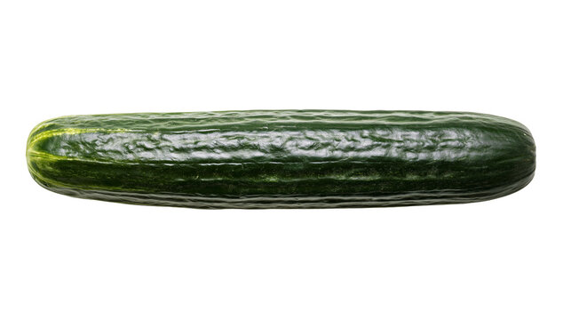 Dark green ribbed cucumber with yellow stripes