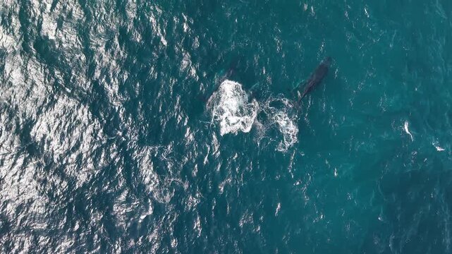 Aerial view of a pod of whales swimming in the deep blue ocean off the coast of Northern Beaches Council, New South Wales, Australia.