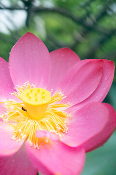 Vibrant pink lotus flower dotted with clear water droplets blooms fully with bright yellow seed pod and golden stamens