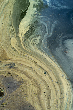 Yellow tree pollen dust floating on lake water surface creates organic abstract texture. Seasonal bloom hazard causing spring allergy, environmental pollution, botanical ecosystem problems.