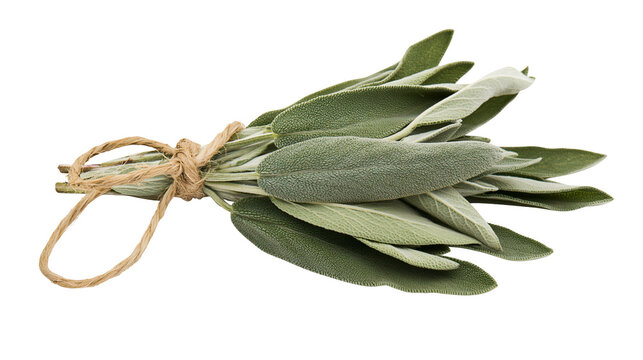 Bundle of fresh sage leaves tied with twine