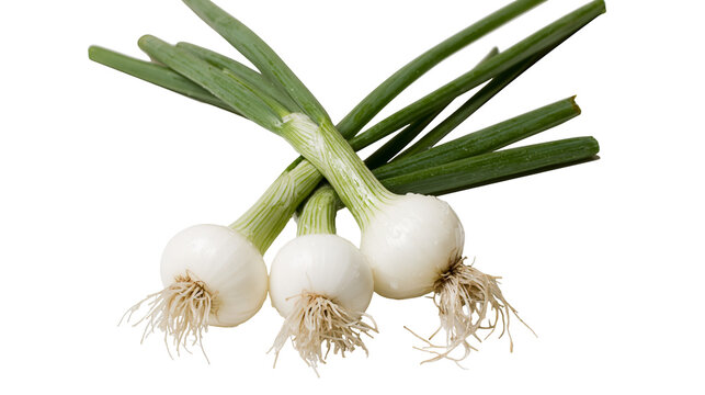 Three fresh spring onions with white bulbs and green stalks