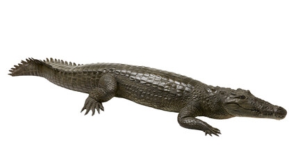 Naklejka premium Green crocodile with scaly skin and sharp claws