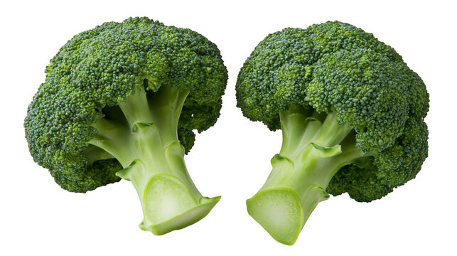 Two fresh green broccoli florets with thick stems