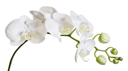 White orchid flowers and buds on green stem © Solene