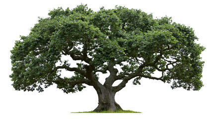 Large mature oak tree with dense green foliage and thick trunk © Corman