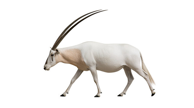 White Scimitar Oryx antelope with long curved horns walking