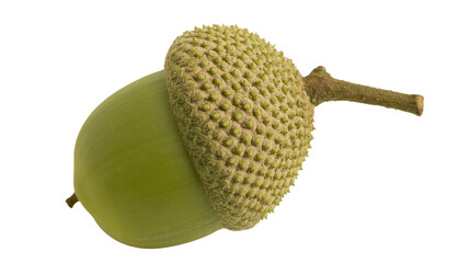 Green unripe acorn with textured cap and stem © Friedrich