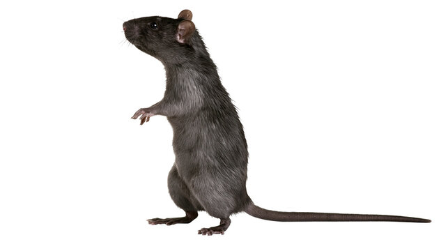 Gray rat standing on hind legs, looking left