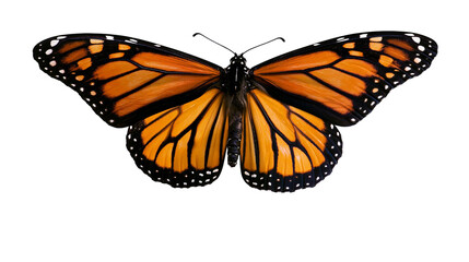 Monarch butterfly with orange and black wings © Femke