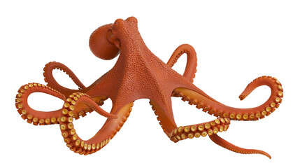 Orange octopus with textured skin and suction cups on tentacles © Friedrich
