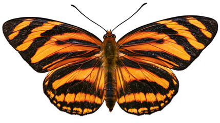 Orange and black striped butterfly with detailed wings © Friedrich