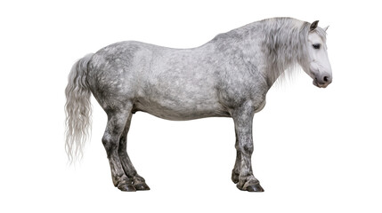 Dappled grey horse with long mane and tail standing © Solene