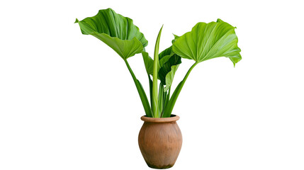 Green tropical plant with large leaves in a terracotta pot © Fried
