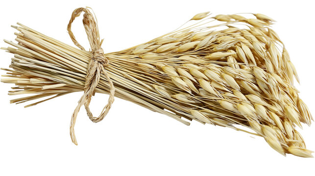 Bundle of dried oat stalks tied with twine