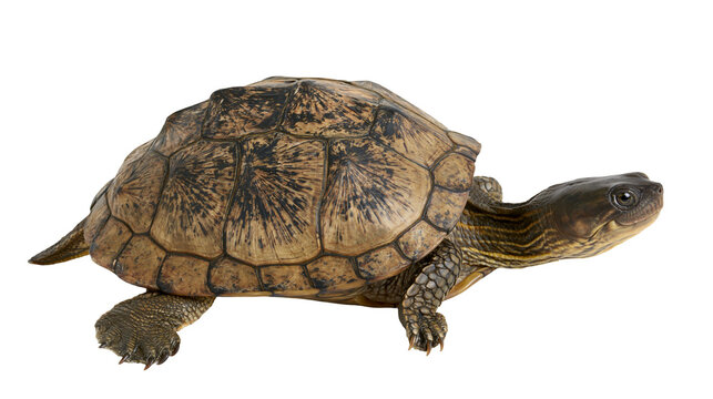 Brown turtle with patterned shell and striped neck