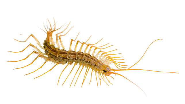House centipede with long legs and antennae