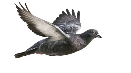 Pigeon bird in flight wings spread grey feathers, white speckles © Vetle
