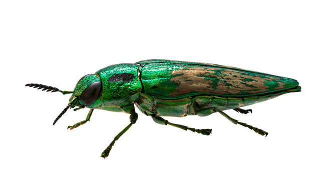 Metallic green jewel beetle with brown markings on elytra