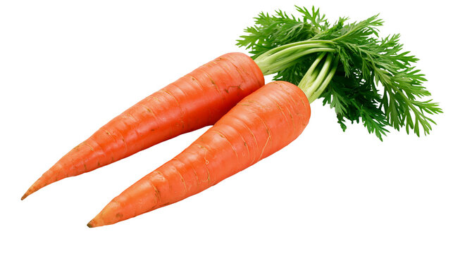 Two fresh orange carrots with green leafy tops