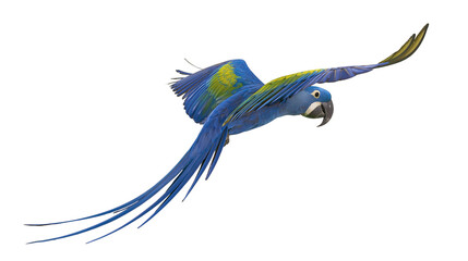 Blue and yellow macaw parrot flying with wings spread © Fried