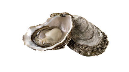 Opened oyster with plump meat and rough shell © Vetle