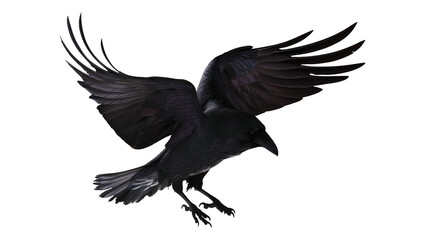 Naklejka premium Black raven bird with spread wings flying