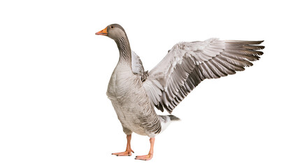 Gray goose with wings spread wide, standing on legs © Vetle