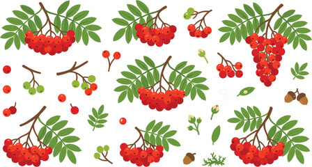 Rowan berry botanical vector set with ripe clusters leaves branches buds fruits and detailed mountain ash plant illustration collection © Ratna
