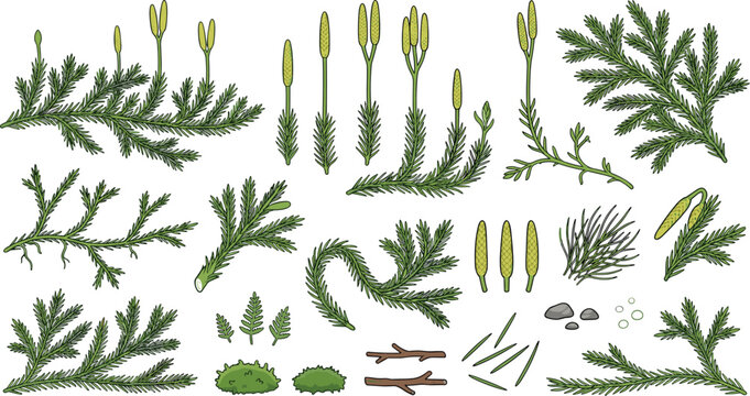 Detailed club moss plant botanical vector illustration set featuring branches, spores, foliage, stems, leaves, and natural forest elements isolated