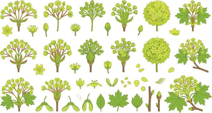 Green maple tree botanical vector set with flowers leaves seeds buds branches and detailed plant growth illustration collection