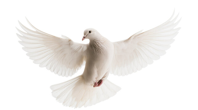 White dove bird with wings spread wide in flight