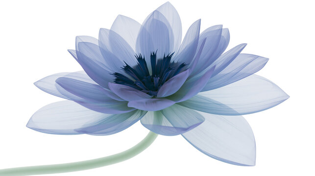 Blue lotus flower with translucent petals and dark center