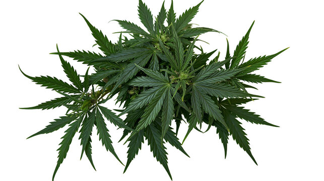 Green cannabis plant with serrated leaves and buds