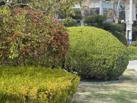 Landscaped garden with Japanese photinia Red Robin and trimmed ornamental shrubs in spring