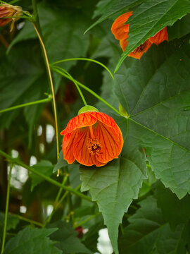 Vibrant orange red flowering maple (Callianthe picta) bell-shaped blossom hanging amidst green maple-like foliage in a tropical garden setting.