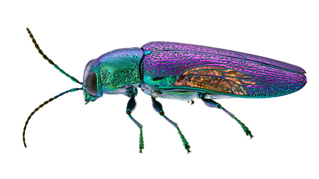 Iridescent metallic jewel beetle with purple and green exoskeleton
