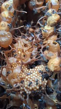 Stingless Bee Hive Inside Wooden Log Box