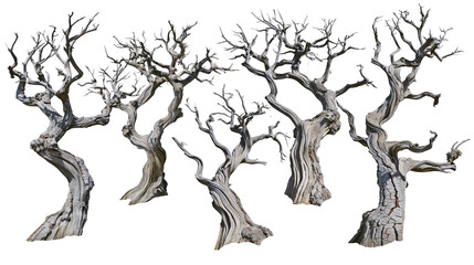 Twisted dead trees with gnarled trunks and bare branches © Solene