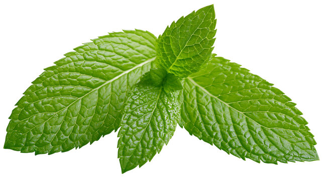 Fresh green mint leaves with textured surface