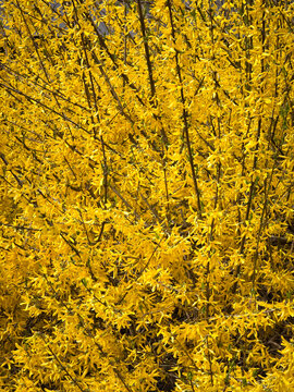Dense mass of vibrant yellow forsythia (Forsythia &times; intermedia) flowers blooming densely along bare woody branches in early spring under bright daylight.