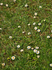 Field of small white Bellis perennis daisies blooming scattered across green lawn grass under bright natural sunlight on a sunny spring day. © Dan