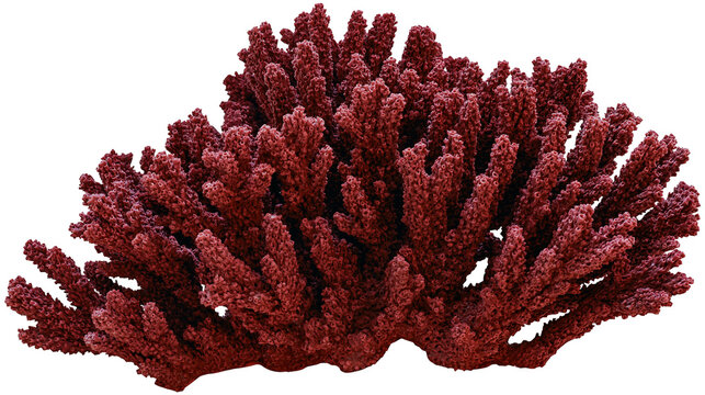 Branching red coral colony with textured surface